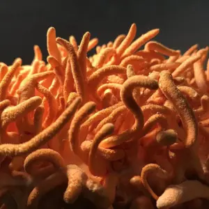 Cordyceps Energy Supplement Capsules