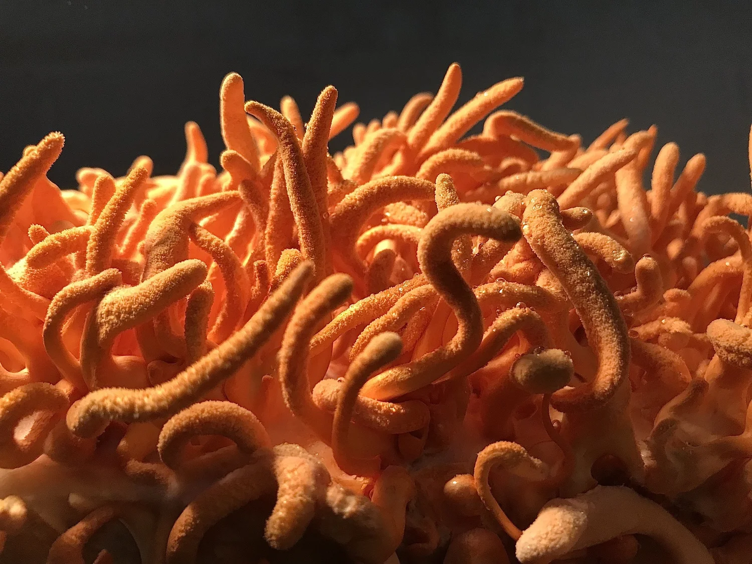 Cordyceps Energy Supplement Capsules