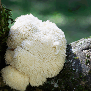 Lion's Mane Focus Supplement Capsules