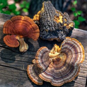 Immune System Supplement Capsules - Reishi, Chaga, Turkey Tail