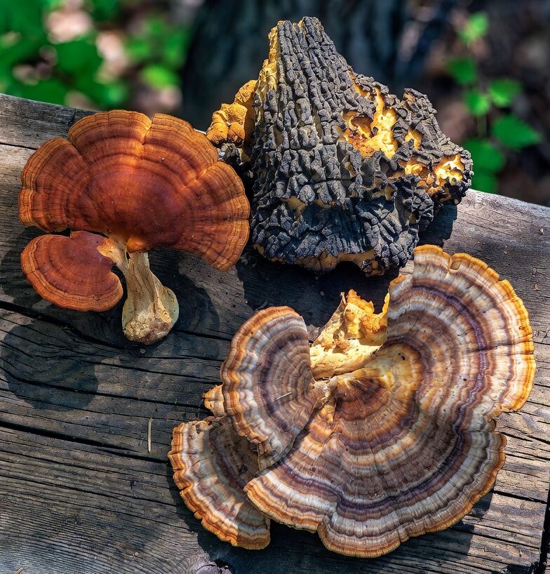 Immune System Supplement Capsules - Reishi, Chaga, Turkey Tail