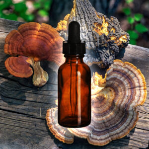 Immune System Tincture - Reishi, Chaga, Turkey Tail